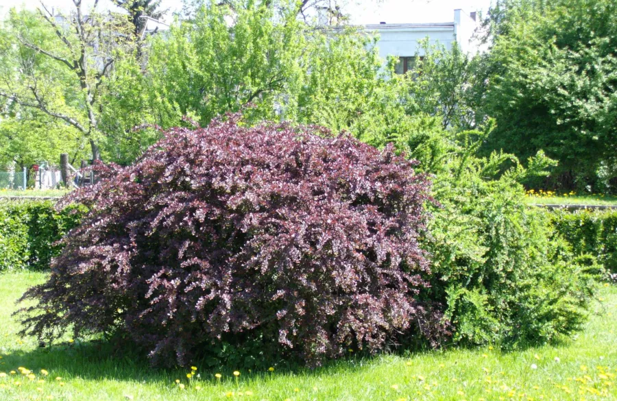 Берберис Тунберга "Atropurpurea" - Berberis thunbergii "Atropurpurea"