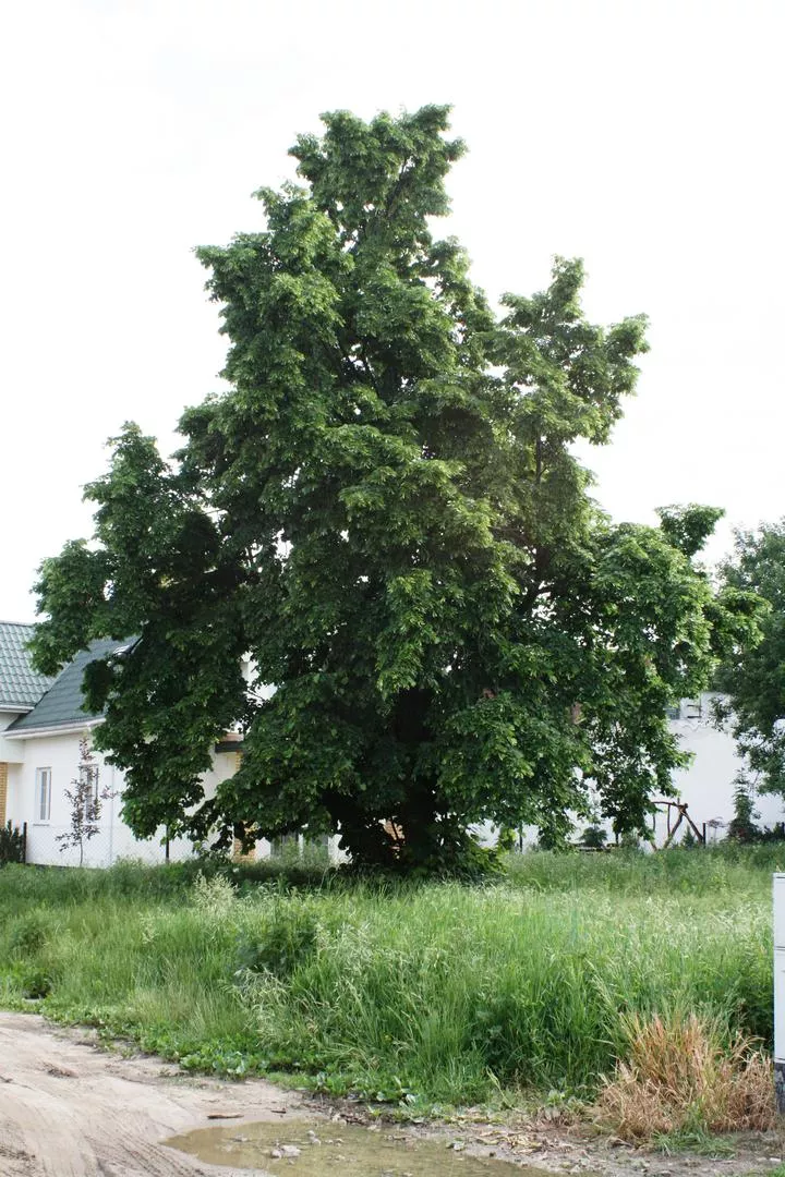 Širokolistna lipa=Velikolistna lipa - Tilia platyphyllos=Tilia grandifolia