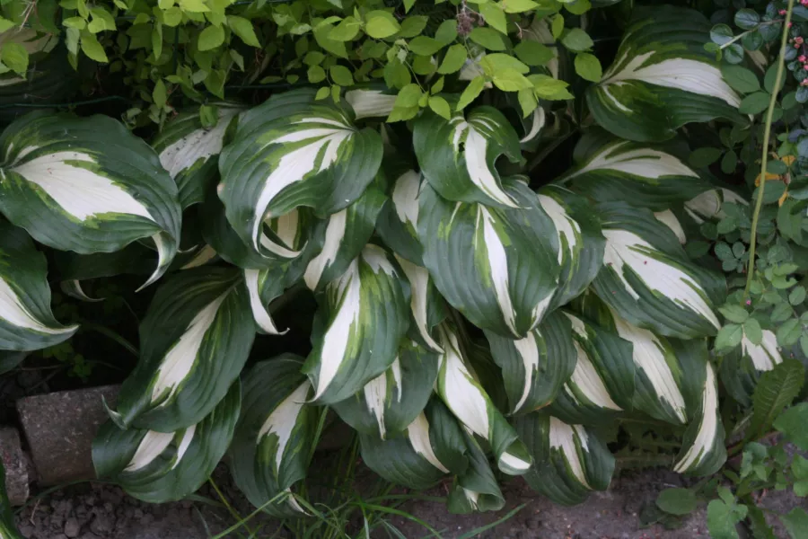 Funkia 'Нощ преди Коледа' - Hosta hybrida 'Нощ преди Коледа'