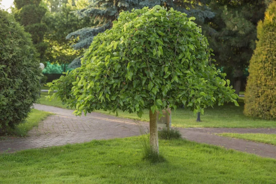 Бяла черница 'Pendula' - Morus alba 'Pendula'