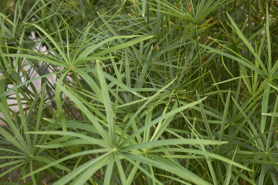 Папирус - Cyperus alternifolius