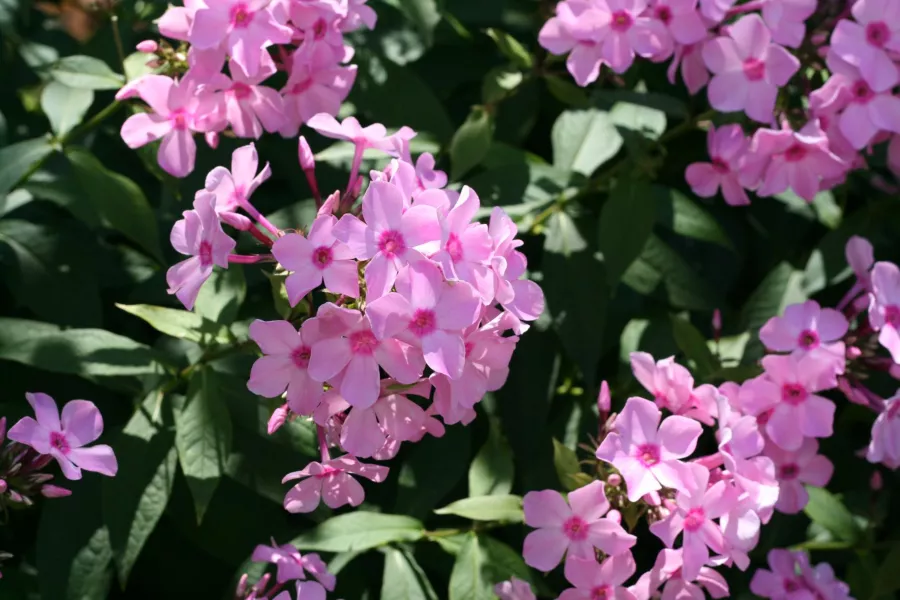 Phlox paniculata=Phlox paniculata