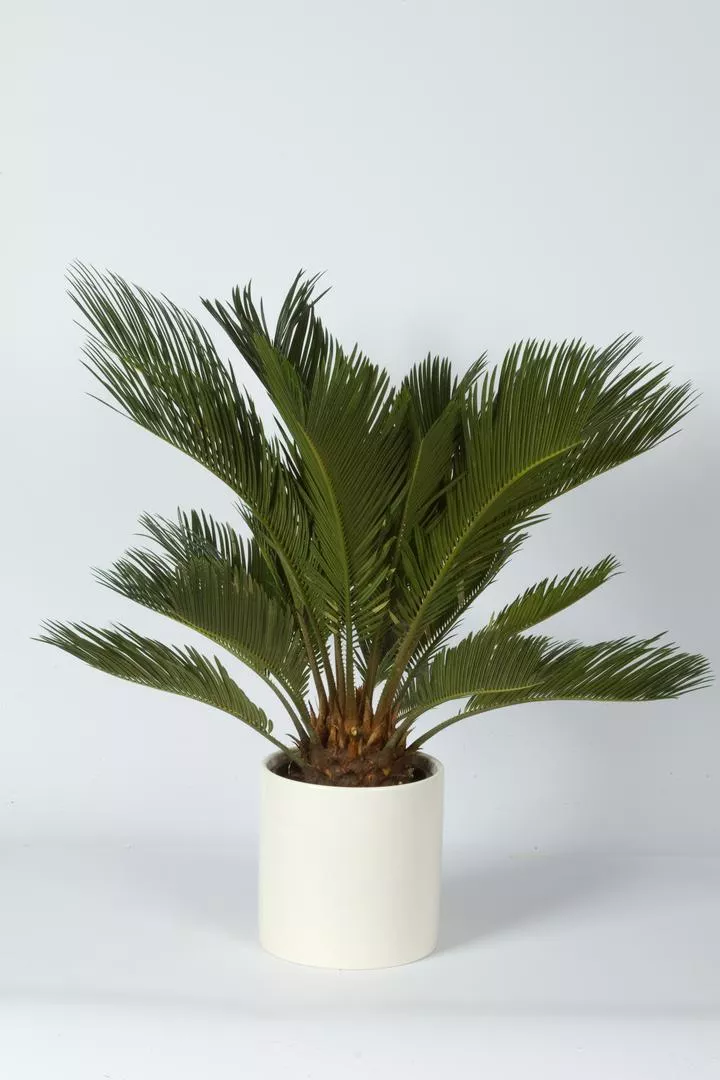 Cycas revoluta