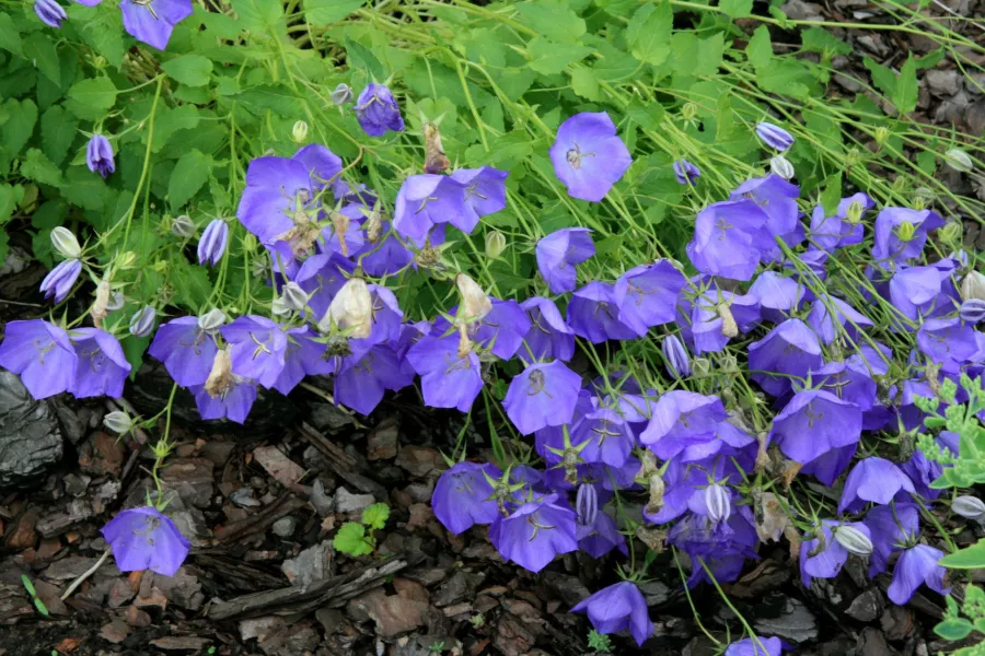 Карпатска камбанка - Campanula carpatica