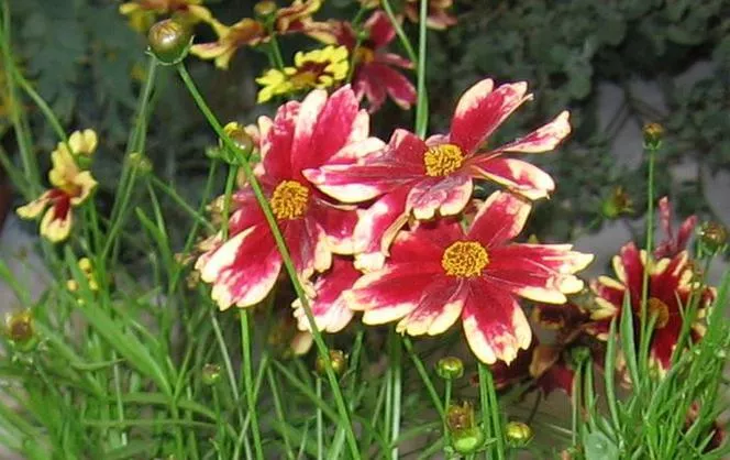 Наклон 'Ruby Frost' PBR - Coreopsis 'Ruby Frost' PBR