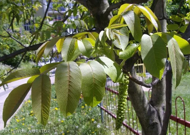 Орех - Juglans regia