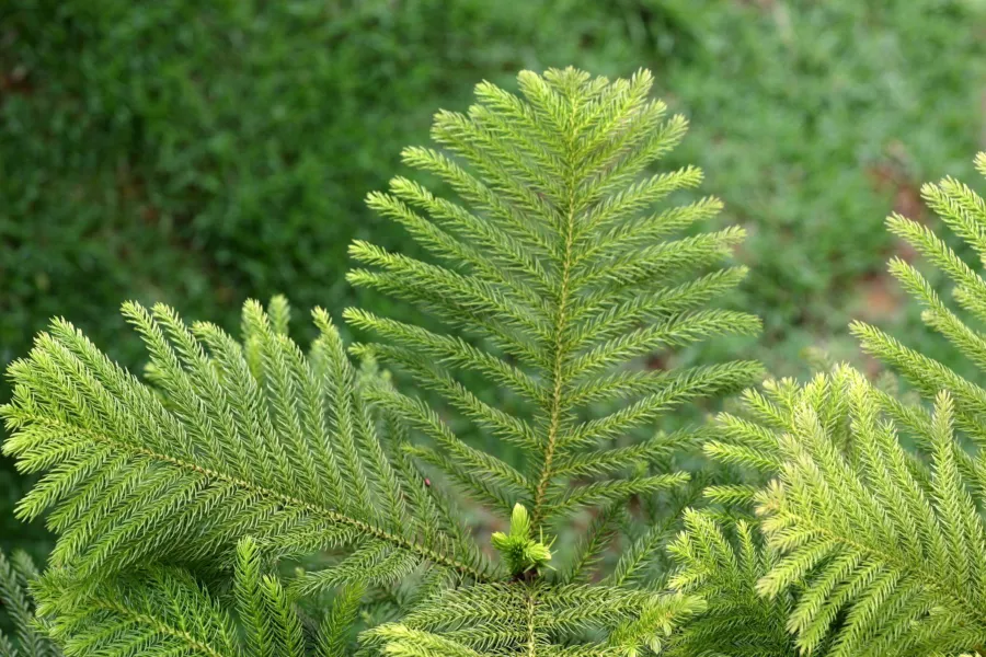 Араукария висока - Araucaria excelsa