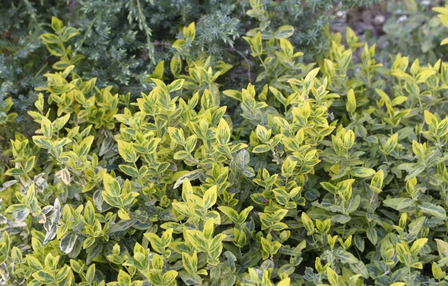 Fortune's Spindle 'Canadale Gold' - Euonymus fortunei 'Canadale Gold'