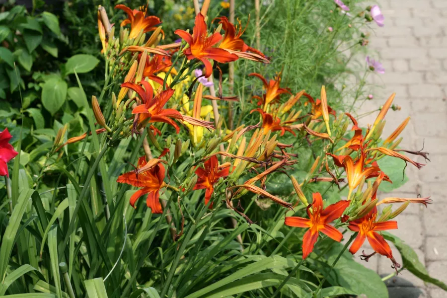 Bahçe zambağı - Hemerocallis hybrida