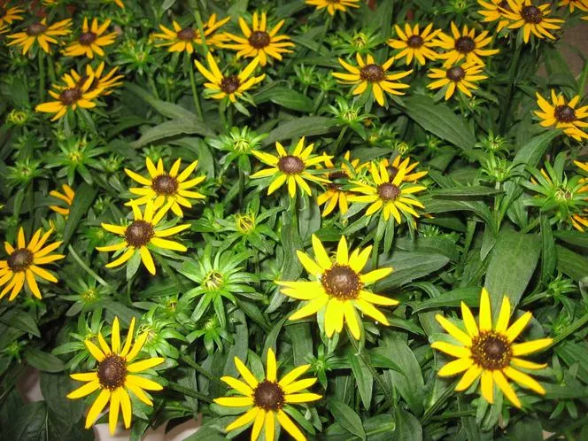 Brilliant Rudbeckia cv. Sullivanta 'Little Goldstar' PBR - Rudbeckia fulgida var. sullivanti 'Little Goldstar' PBR