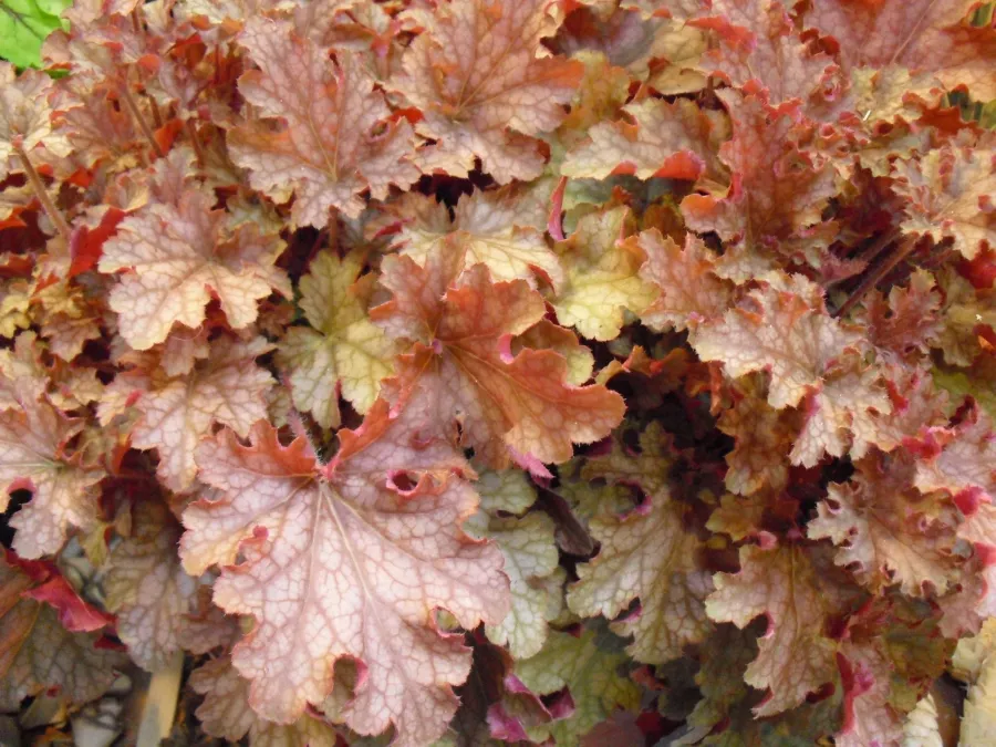 Heuchera 'Ginger Peach'