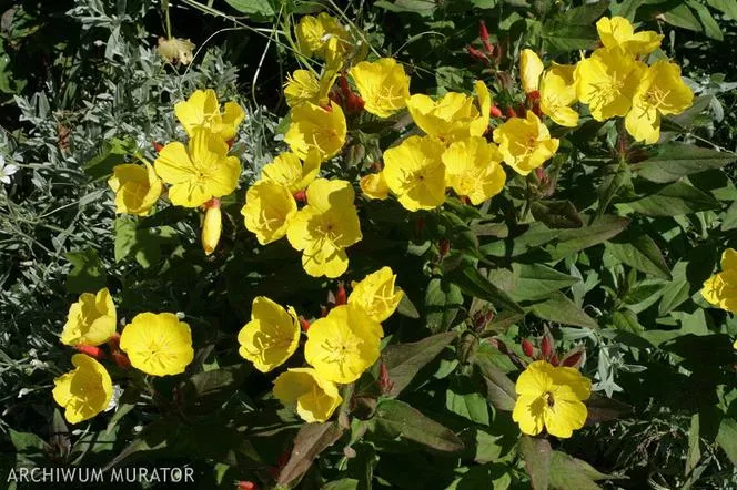 Храстова иглика - Oenothera fruticosa