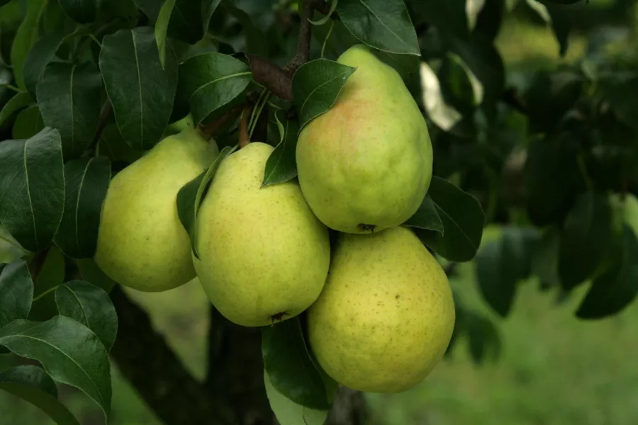 Круша "Colorful Lipcówka" - Pyrus communis "Colorful Lipcówka"