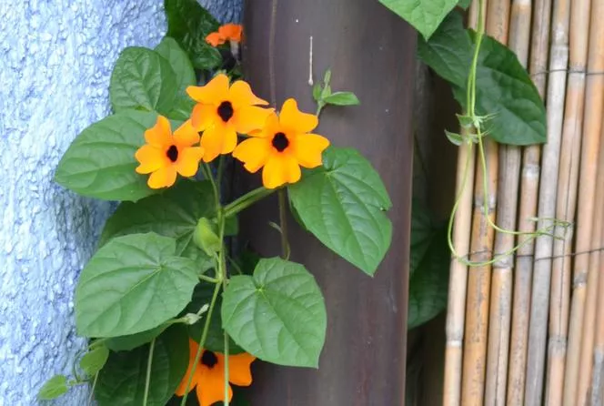 Thunbergia alata