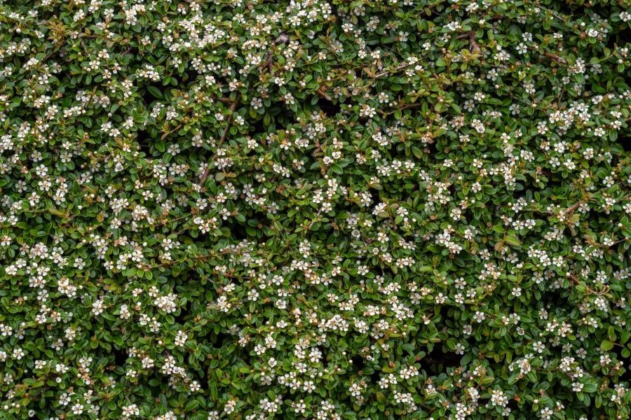 Cotoneaster horizontalis - Cotoneaster horizontalis