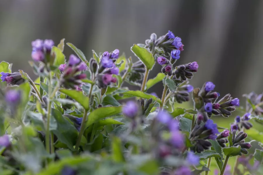 Белодроб - Pulmonaria officinalis