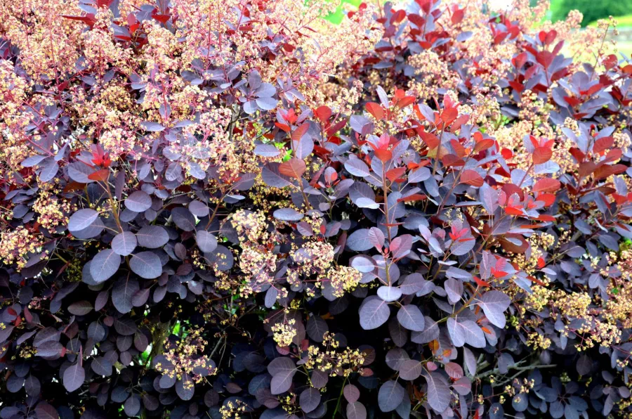 Podolski 'Royal Purple' - Cotinus coggygria 'Royal Purple'