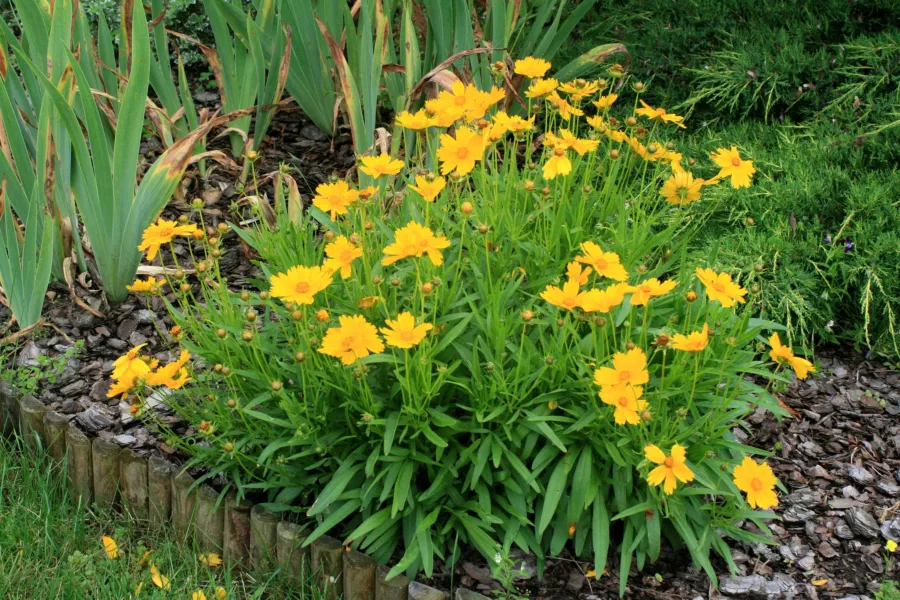 Едроцветна капилярка - Coreopsis grandiflora