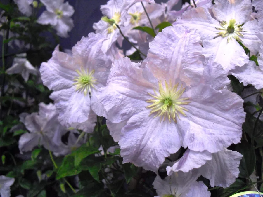 Clematis 'Blue Angel' - Clematis 'Blue Angel'