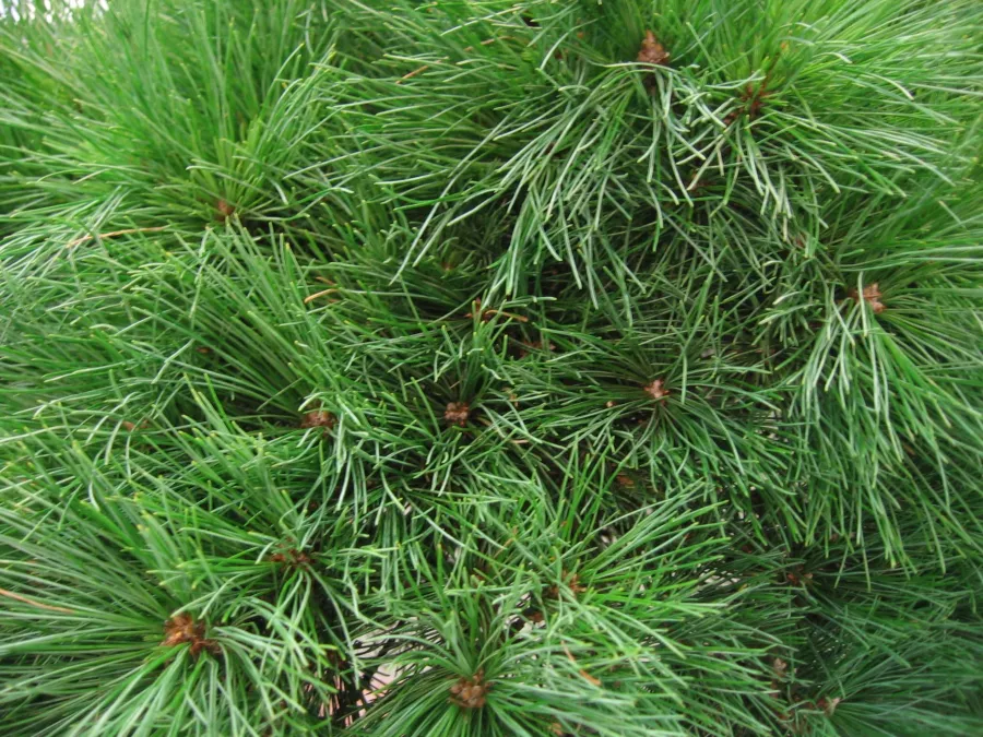 Бял бор 'Greg' - Pinus strobus 'Greg'