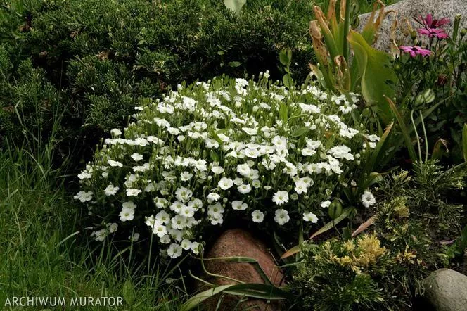 Морска стикница - Silene maritima