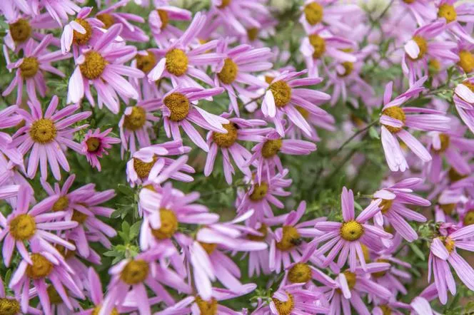 Weyrich's Pyrethrum - Chrysanthemum weyrichii