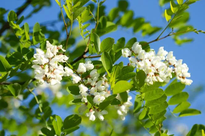 Robinia acacia=бял скакалец - Robinia pseudoacacia