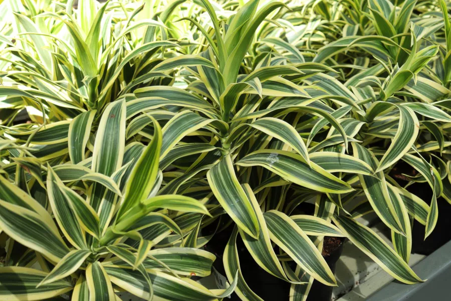 Драцена обърната - Dracaena reflexa