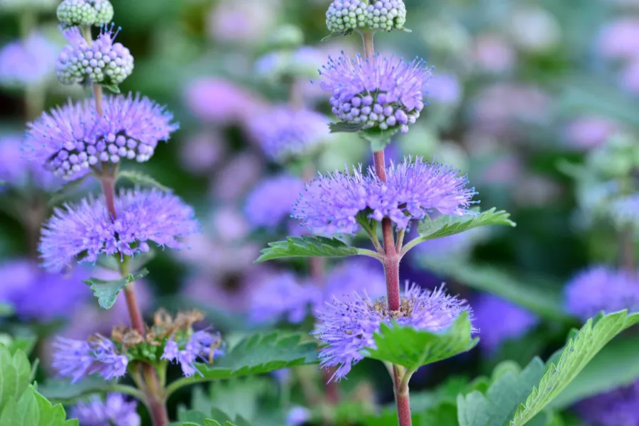 Барбула - Caryopteris incana