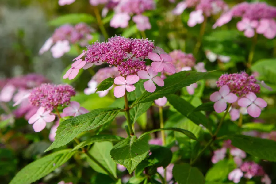 Hortenzie - Hydrangea serrata