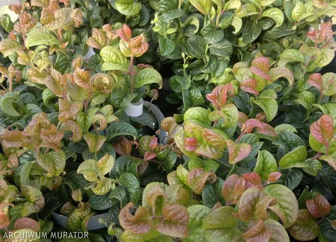 Leucothoe axillaris 'Curly Red' PBR