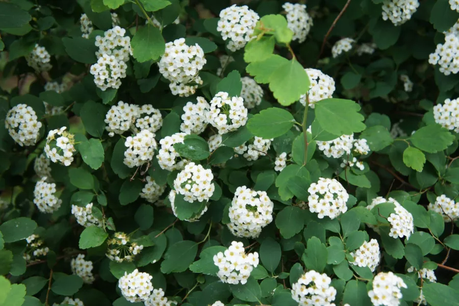 Spiraea betulifolia