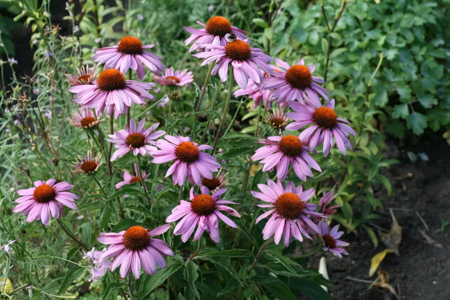 Пурпурен иголиар - Echinacea purpurea