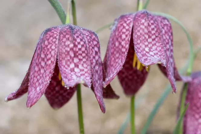 Шахматна дъска - Fritillaria meleagris