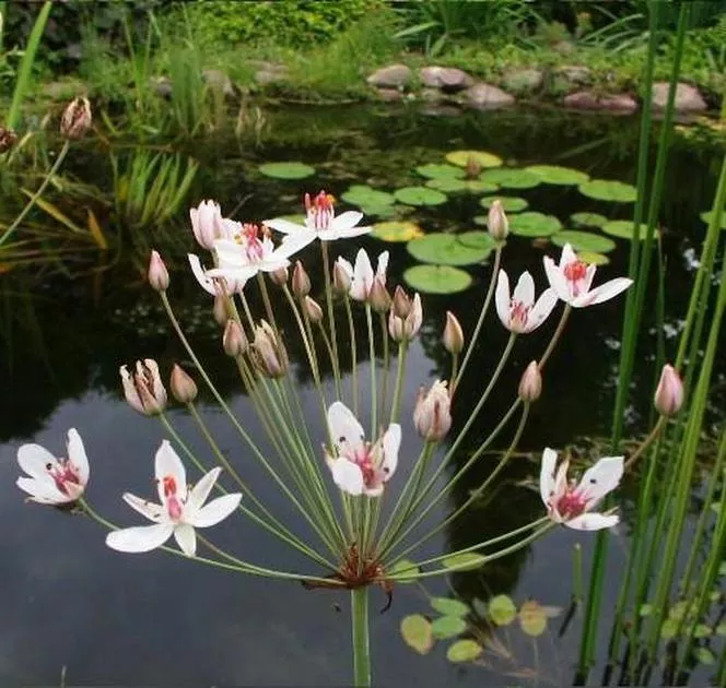 Umbellatus - Butomus umbellatus