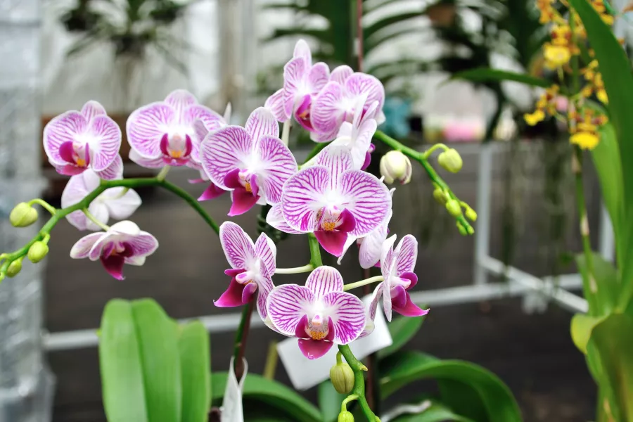 Orchidej (Phalenopsis) - Phalaenopsis