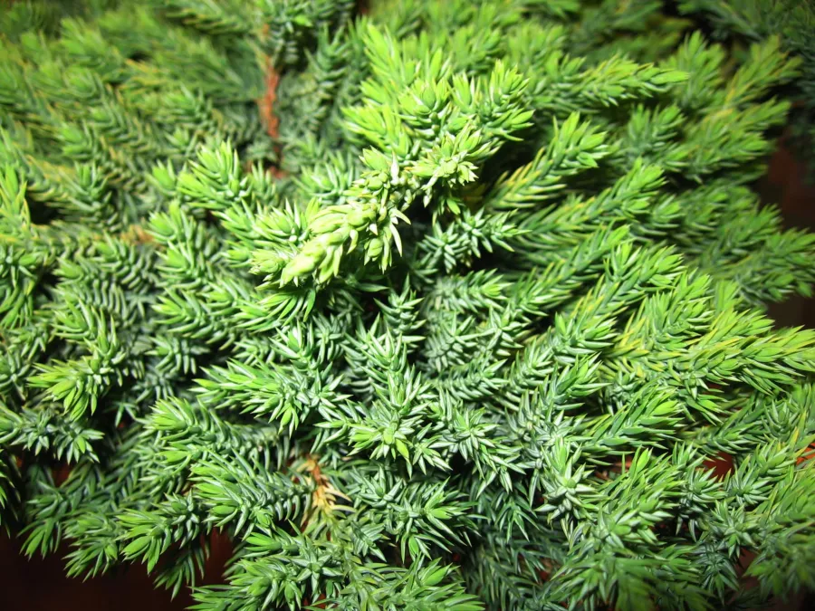 Juniperus 'Kishiogima' - Juniperus procumbens 'Kishiogima'