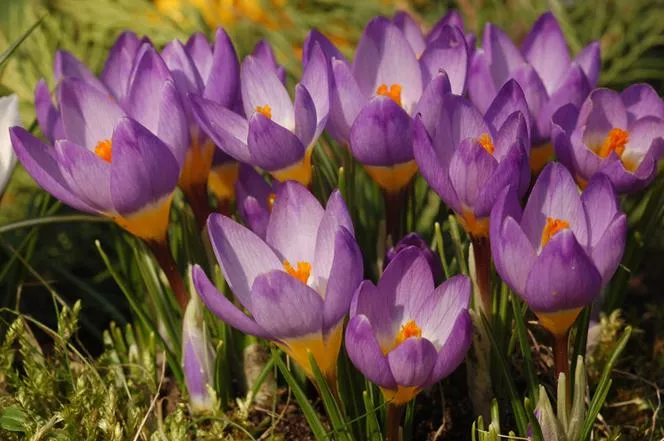 Crocus Tricolor - Трицветен минзухар