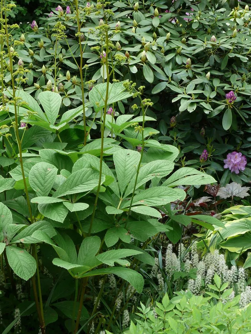 Rodgersia aesculifolia