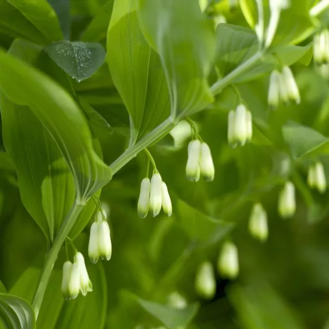 Polygonatum multiflorum