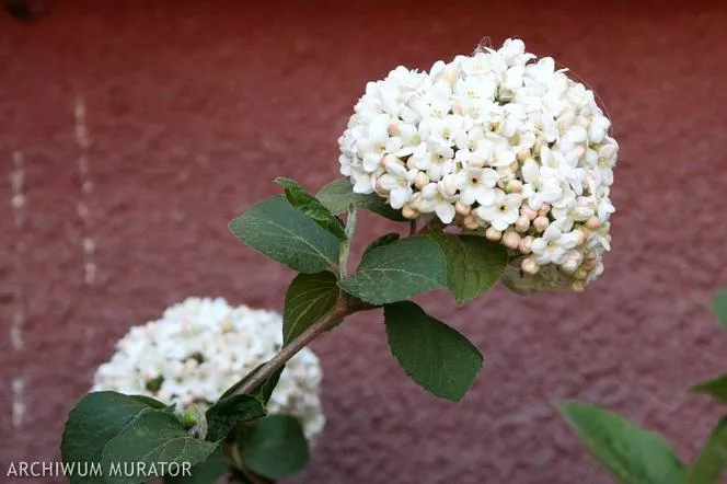 Корейска калина - Viburnum carlesii