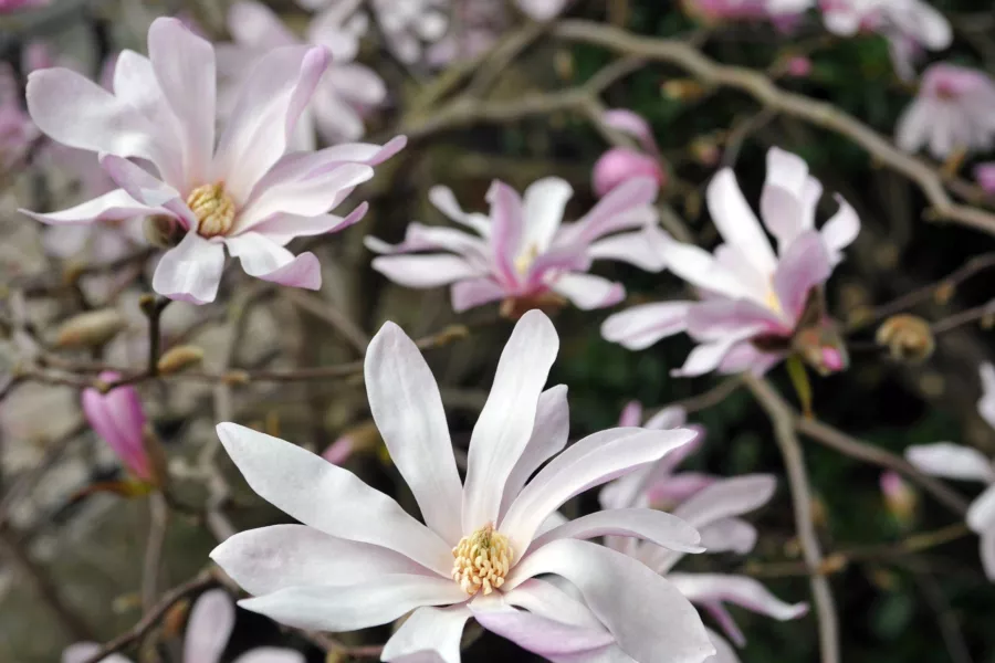 Звездна магнолия 'Rosea' - Magnolia stellata 'Rosea'