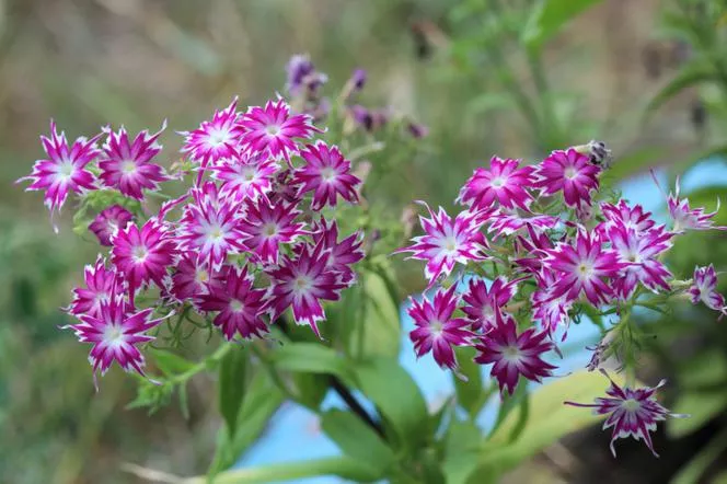 Drummond's phlox=пламъкът на Drummond - Phlox drummondii