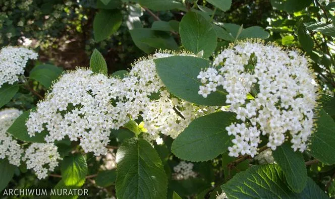 Viburnum hordowina - Viburnum lantana