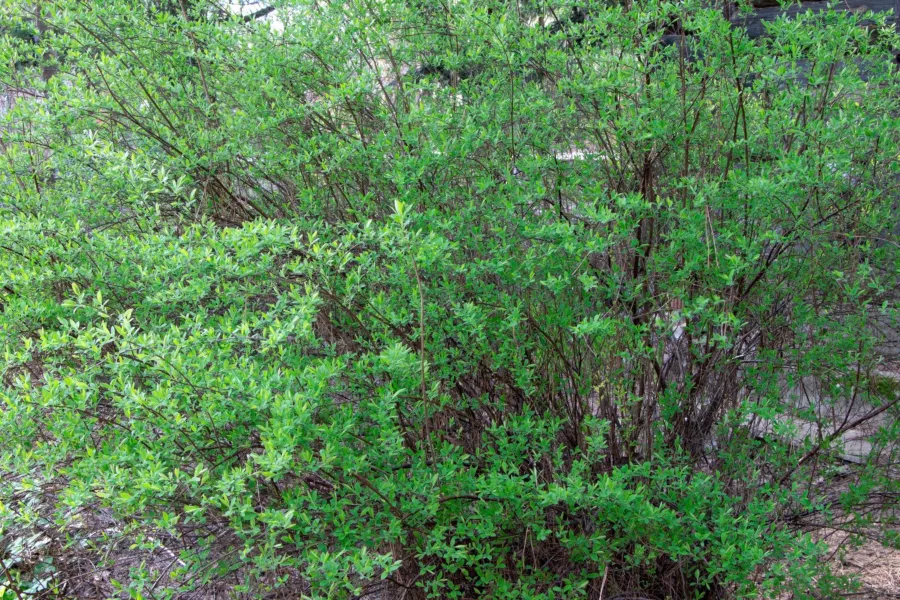 Spiraea japonica 'Genpei'