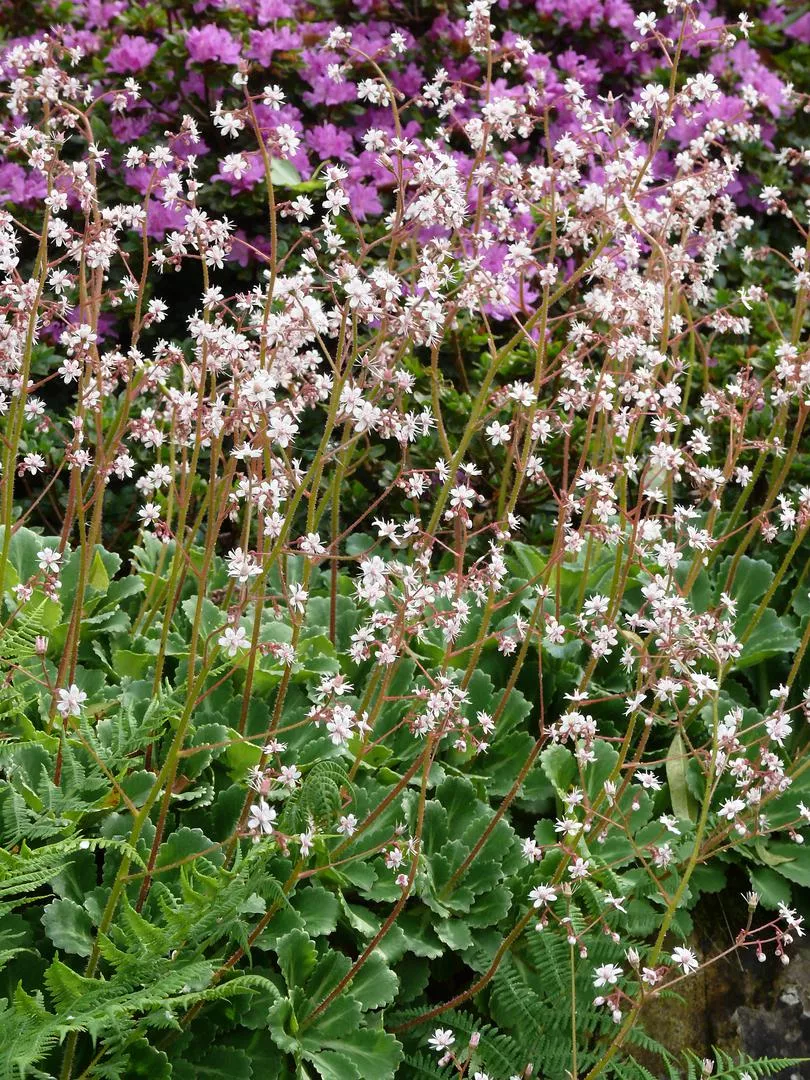 Saxifraga umbrosa