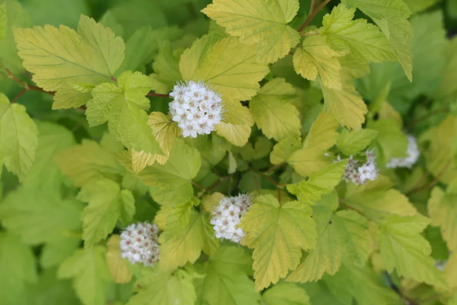 Physocarpus opulifolius 'Luteus'