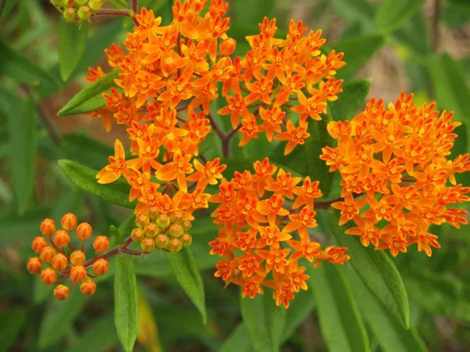 Млечница - Asclepias tuberosa