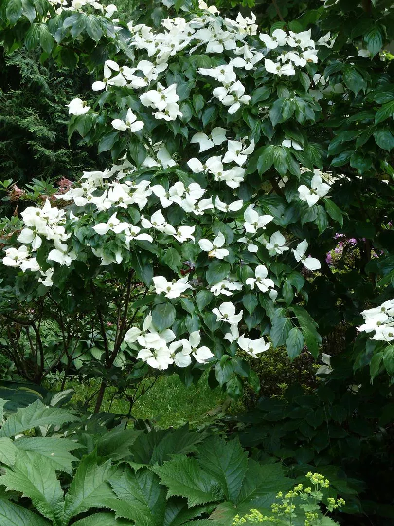 Дрян коуса - Cornus kousa