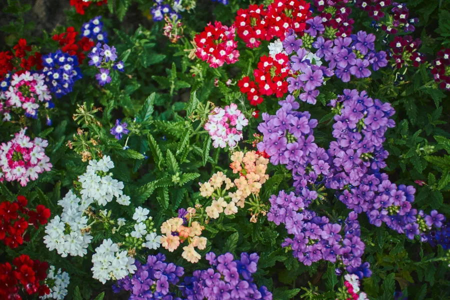 Градинска върбинка - Verbena × hybrida